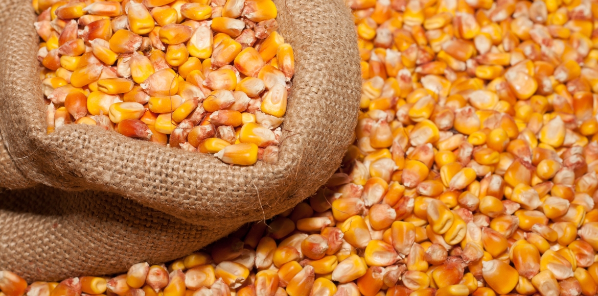 Premium Maize